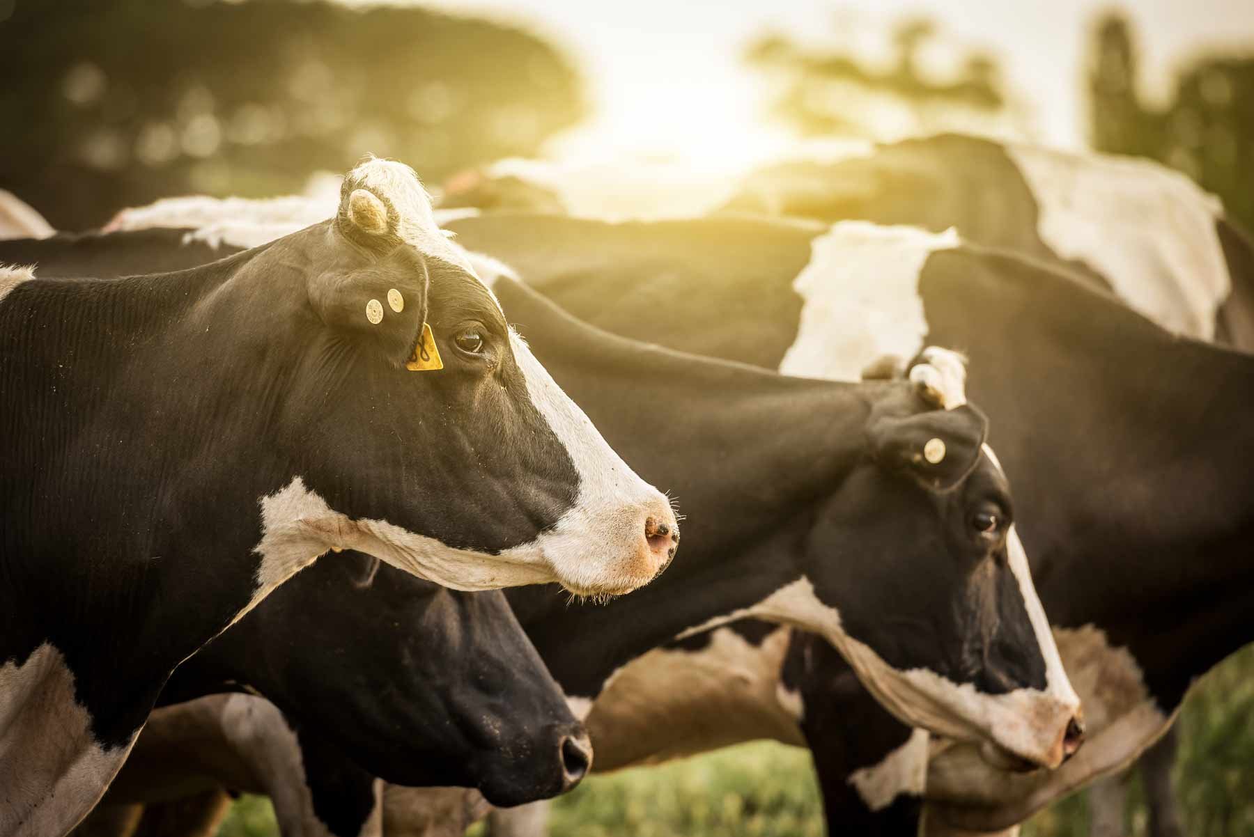 Dairy cows in pasture