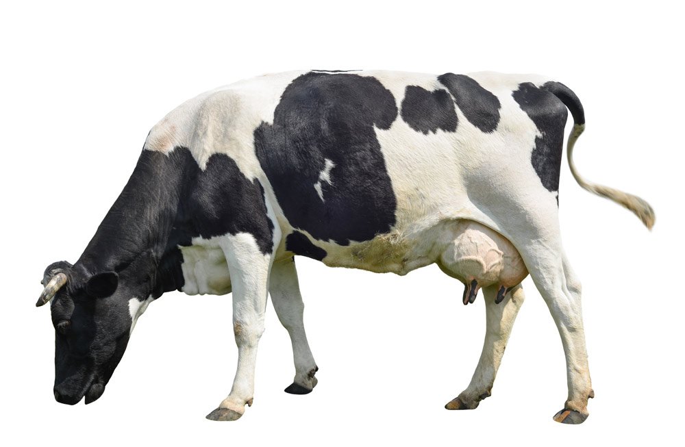 Dairy cows
